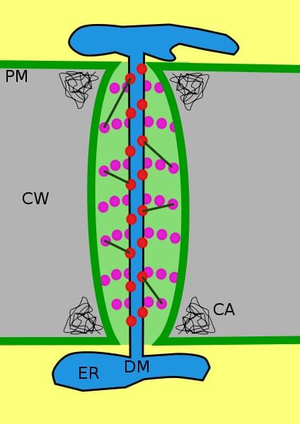 Plant cell biology in the frame