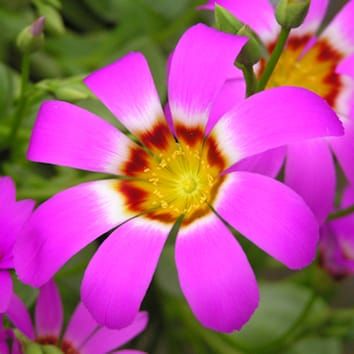 Juvenility and flowering of Brunonia and Calandrinia