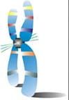 International Chromosome Conference #icc18