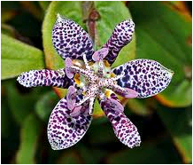 Free—open access paper: Phylogeny and divergence times inferred from rps16 sequence data analyses for Tricyrtis (Liliaceae), an endemic genus of north-east Asia