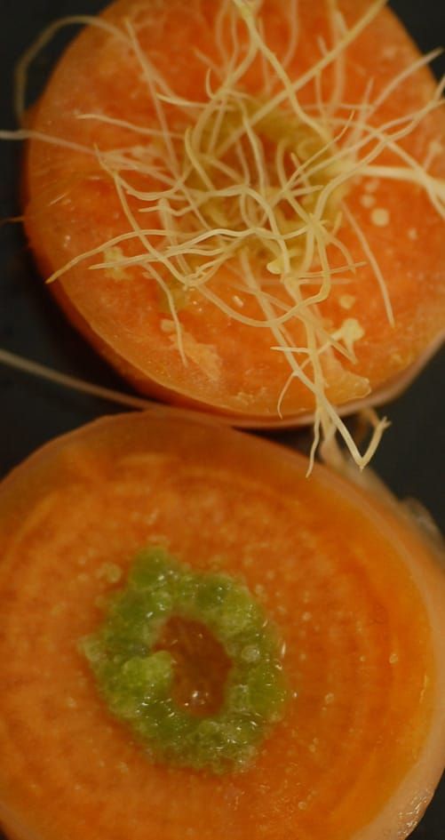 Carrots Transformed by Agrobacterium infections