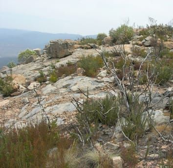 Varying fire-response strategies and co-occurring traits
