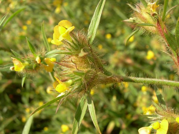 Free paper — Identification of Stylosanthes guianensis varieties using molecular genetic analysis
