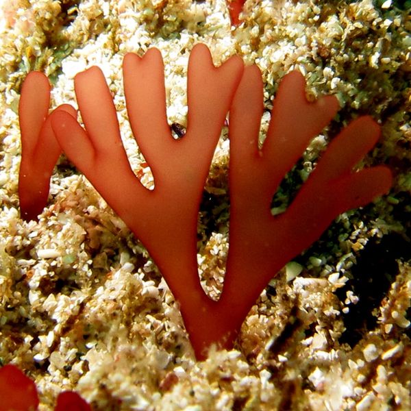 Free paper — Estimates of nuclear DNA content in red algal lineages