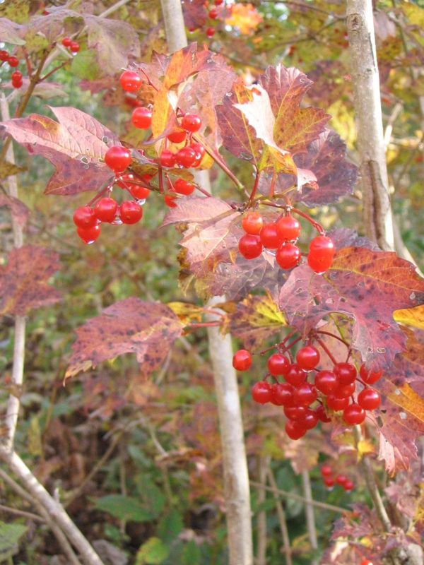 Free paper — Seed germination and seedling development ecology in world-wide populations of a circumboreal Tertiary relict