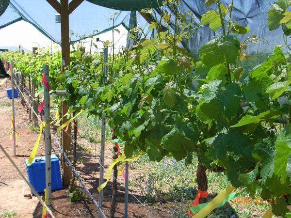 Free Paper — Modelling leaf photosynthetic and transpiration temperature-dependent responses in Vitis vinifera cv. Semillon grapevines growing in hot, irrigated vineyard conditions