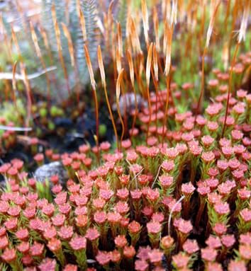 Bryophytes and the evolution of early land plants