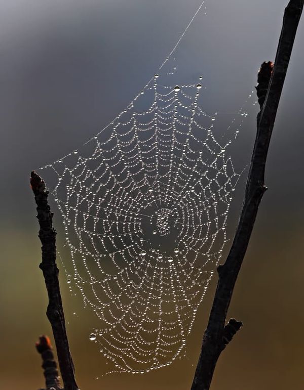 Image: Fir0002/Flagstaffotos/Wikimedia Commons.