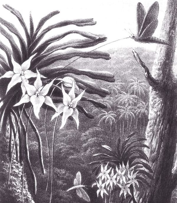Image: Thomas William Wood, in ‘Creation by Law’ by Alfred Russel Wallace, The Quarterly Journal of Science vol. 4, 1867.