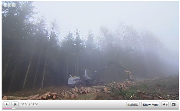 Thousands of trees felled in UK to stop Sudden Oak Death