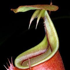 Plants with ants