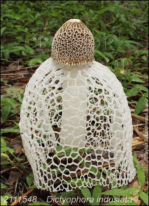The holey veil mushroom (Dictyophora indusiata /Phallus indusiatus) by Taylor Lockwood