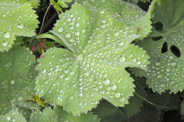 Alchemilla leaf with water droplets