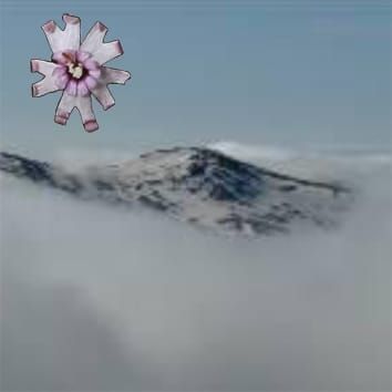 Gene flow in mountain environments