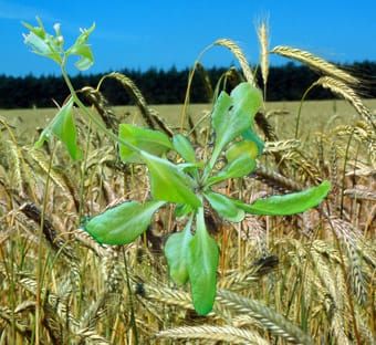 Three plant species for my ten best of everything: wheat, pine and arabidopsis