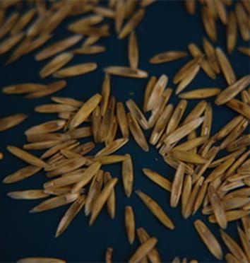Constitutive α-amylase activity in dry grass seeds