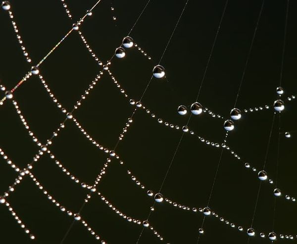 Image: Luc Viatour/Wikimedia Commons.