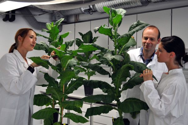 A giant tobacco plant, and normal-sized scientists for scale