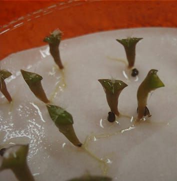 Sun/shade conditions and seedling recruitment in a cactus