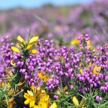 Biodiversity and conservation of heathlands (Invited Review)