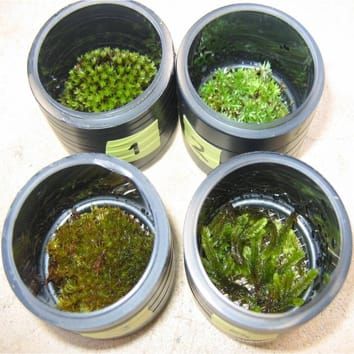 Altitude, temperature and gas exchange of bryophytes