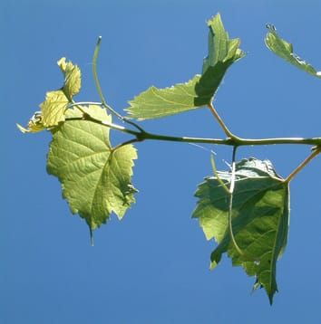 Nocturnal leaf gas exchange and root-zone temperature