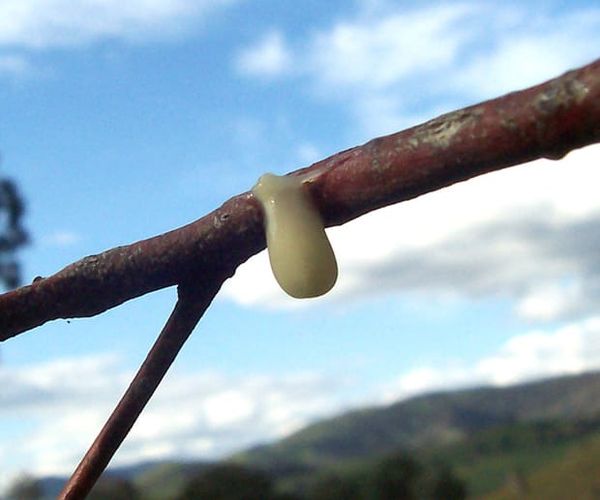Image: http://www.flagstaffotos.com.au/ (Creative Commons Attribution).