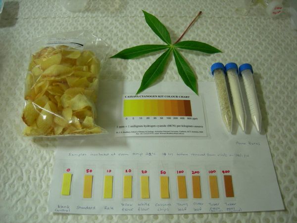 Understanding the Toxicity of Cassava