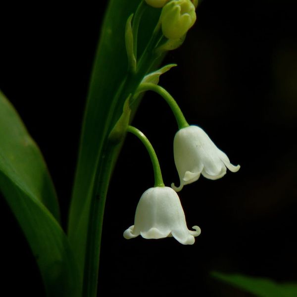 Lily-of-the-valley