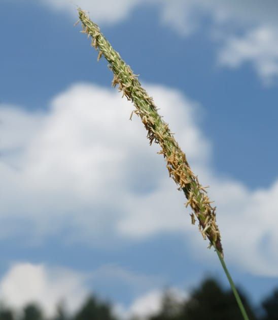 Direct effect of herbicide-resistance alleles on seed germination