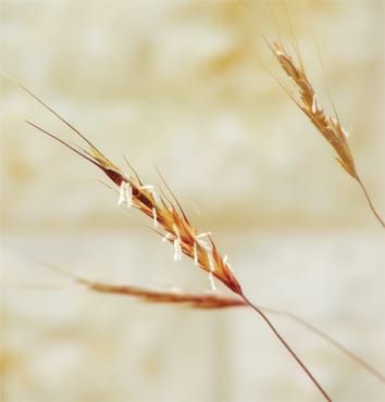Chromosome evolution in marginal Aegilops speltoides populations (Review)