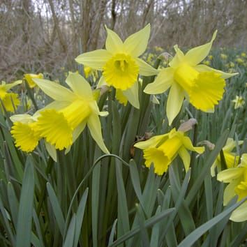 Post-shedding seed development in Galanthus and Narcissus