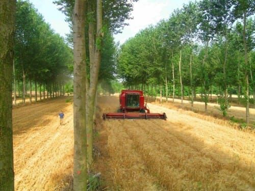 Et si l’agroforesterie remplaçait les monocultures en Europe…