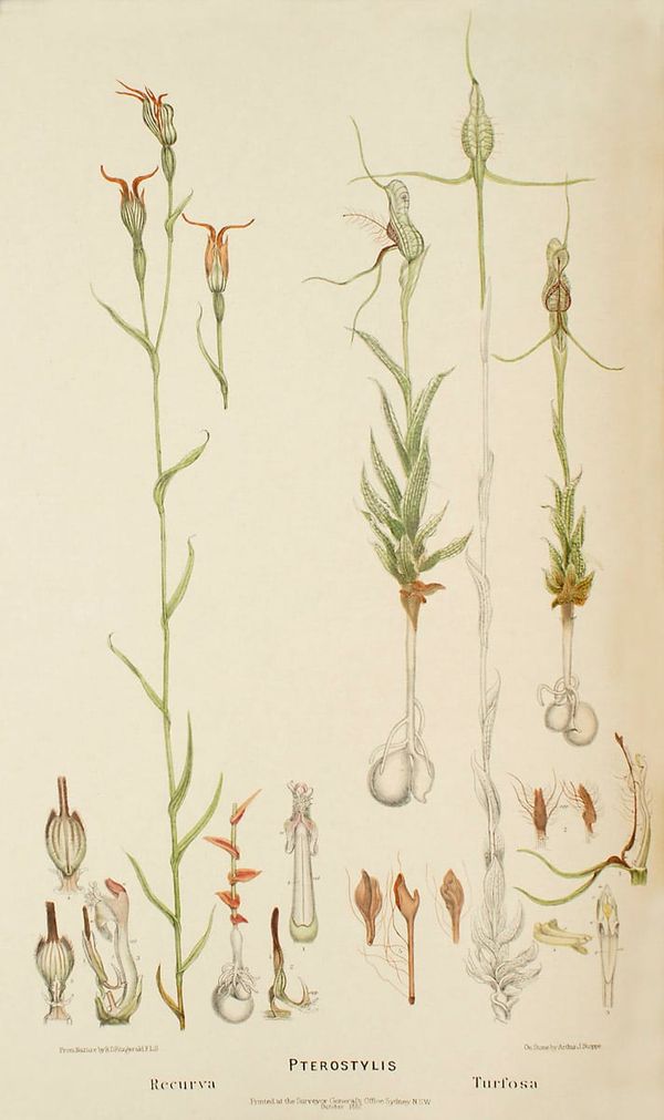 Pterostylis recurva