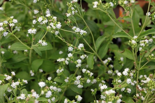 Stevia rebaudiana
