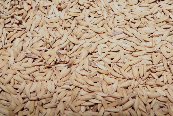 Rice before it is husked.