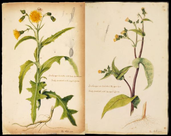Illustration from British grasses and wildflowers by Richard Waller
