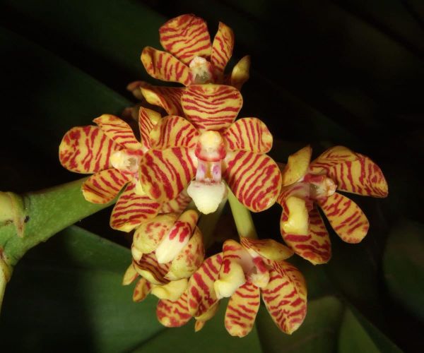 Acampe rigida