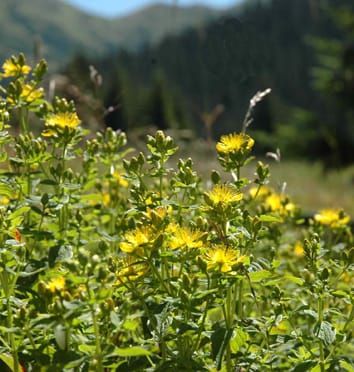 Merging gene pools in Hypericum perforatum