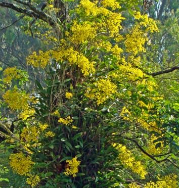 C3–CAM plasticity in epiphytic orchids