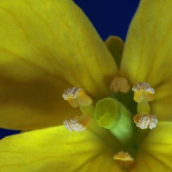 Live time-lapse imaging of pollination in Brassica rapa