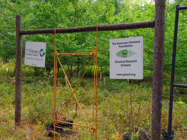 American Chestnut research