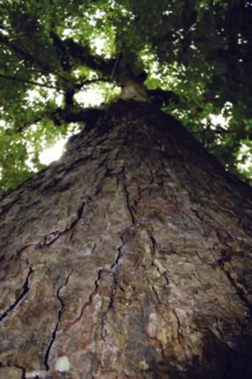 Size-dependent changes in wood chemical traits: a comparison of neotropical saplings and large trees