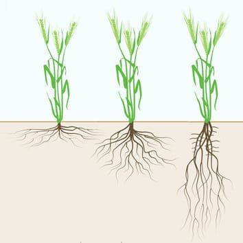 Matching roots to their environment