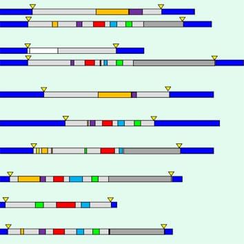 Repetitive component of the peanut A genome