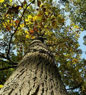 Individual mating patterns in mixed oak stands