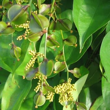 Understanding the origins of Dioscorea alata polyploids