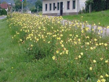 Hitting the right target: taxonomic challenges for, and of, plant invasions