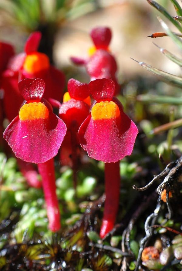 Utricularia menziesii