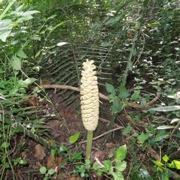 Odour emission, thermogenesis and pollination in cycad cones